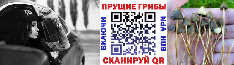 дарнет шоп  Славск  Галлюциногенные грибы Magic Shrooms 